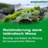 ANGINETTEN Stimme Lutschtabletten 24 St